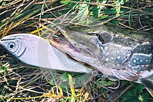 Pike on grass with bait in a mouth