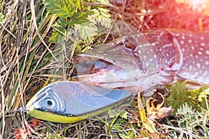Pike on grass with bait in mouth