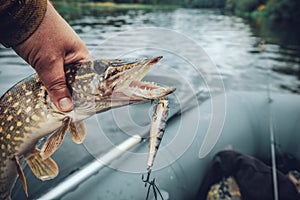 Luccio mano da pescatore 