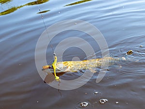 Pike head with bait closeup, pike with bait close-up,  angling predator fish, spinning rod fishing