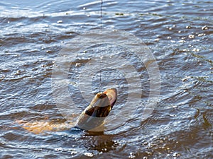 Pike head with bait closeup, pike with bait close-up,  angling predator fish, spinning rod fishing