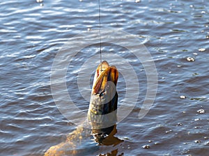 Pike head with bait closeup, pike with bait close-up,  angling predator fish, spinning rod fishing