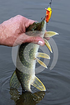 Pike on hook