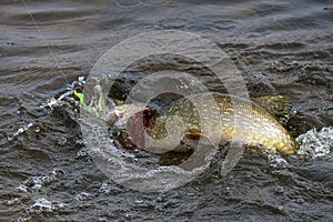 Punteggiato saltando luccio sul gancio Acqua. Freddo Acqua bolle un pagina da un fiume luccio attivo difendere 