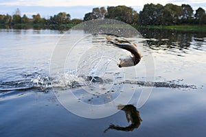 Pike on hook jumping out of water