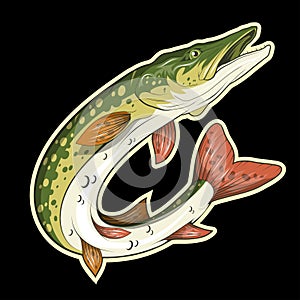 Pike Image. Northern pike.