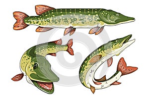 Pike Image. Northern pike.