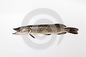 Pike lies on white background