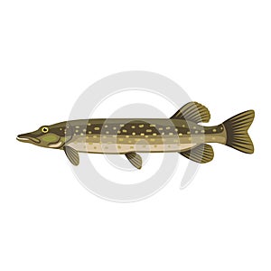 Pike northern esox lucius jackfish fish