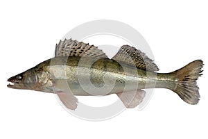 Pike perch