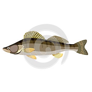 pike perch, brown river fish, cartoon illustration, isolated object on white background, vector