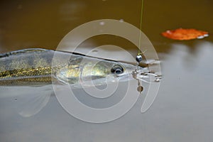 Pike perch fish floating in water