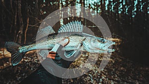 Pike perch in the hand of an angler. Zander fishing