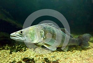 The Pike Perch (Sander Lucioperca).