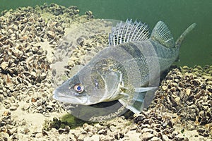 Pike perch Sander lucioperca underwater photography