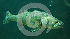 Pike perch underwater