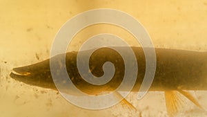 Pike in the pond with reduced transparency