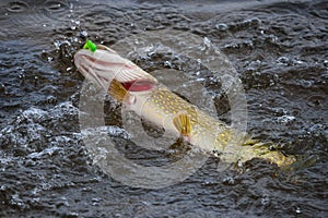 Pike with red gills on hook in boiling water.Trophy pike caught on a jig.Fish on the hook.Pike fishing spinning, pike catching.