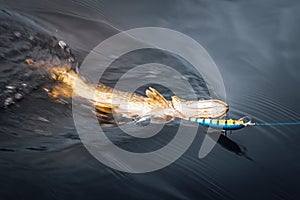 Pike in the water hooked on a tackle