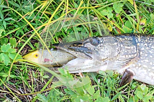 Pike with wobbler or jerkbait in mouth on grass