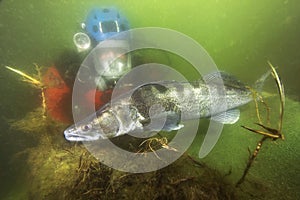 Pikeperch with a diver photo