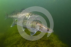 Pikeperch underwater photography