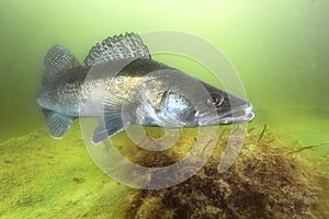 Pikeperch underwater photography