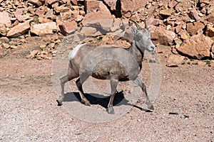 Pikes Peak Park with Big Horn Sheep