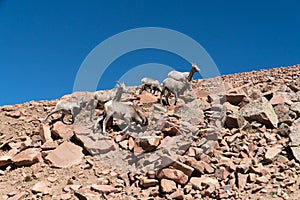 Pikes Peak Park with Big Horn Sheep