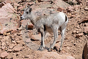 Pikes Peak Park with Big Horn Sheep