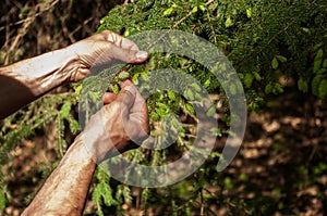 Piking young shoots of spruce tree ,alternative medecine,Naturopathy. Natural syrup