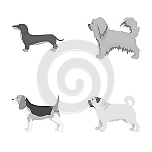 Pikinise, dachshund, pug, peggy. Dog breeds set collection icons in monochrome style vector symbol stock illustration