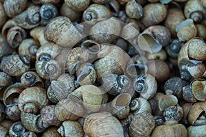 Pila ampullacea shell photo