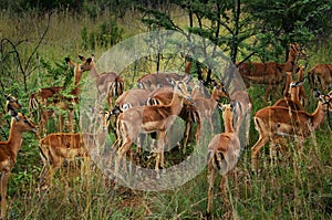 Pilanesberg National Park