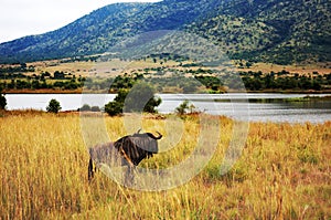 Pilanesberg National Park