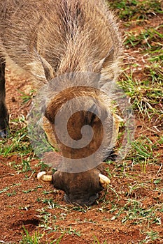 Pilanesberg National Park