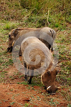 Pilanesberg National Park