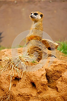 Pilanesberg National Park