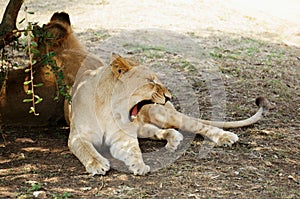 Pilanesberg National Park