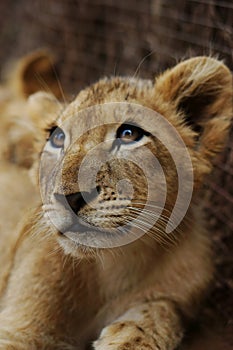 Pilanesberg National Park