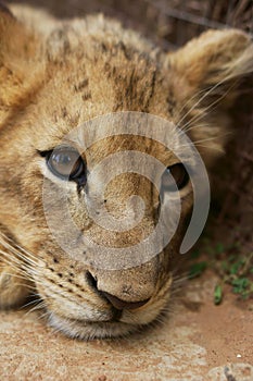 Pilanesberg National Park