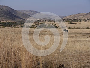 Pilanesburg National Park photo