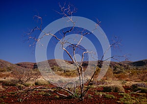 The Pilbara region of Western Australia photo