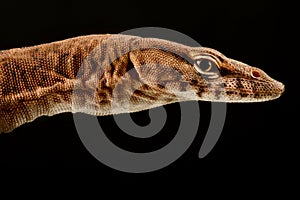 Pilbara rock monitor Varanus pilbarensis