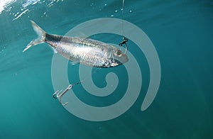 Pilchard fish bait on hook