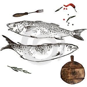 Pilchard Sardine Hand Drawn Illustration sketch with watercolor cutting board for menus and postcards