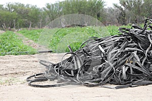 Pile of abandoned tapes for drip irrigation deteriorated, ready to be discarded field agricultural