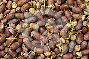 A pile of acorns