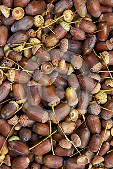 A pile of acorns