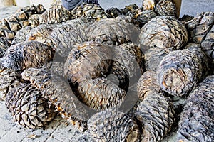 A pile of agave Pina ready for grinding to make mezcal